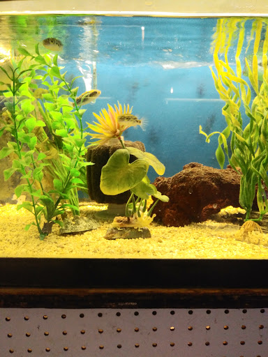 Pet Store «Fish Bowl Aquarium & Pet Mart», reviews and photos, 425 Pleasant St # 21, Fall River, MA 02721, USA
