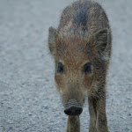 Photo n°3 de l'avis de Pier.u fait le 16/07/2021 à 10:06 sur le  Ristorante La Foresta à Montioni