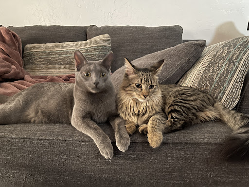 Pet Supply Store «Tempe Feed & Tack», reviews and photos, 1041 W University Dr, Tempe, AZ 85281, USA