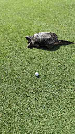 Golf Course «Fox Creek Golf Course», reviews and photos, 36000 W Seven Mile Rd, Livonia, MI 48152, USA