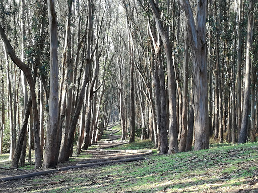 Historical Landmark «Painted Ladies», reviews and photos, Steiner St, San Francisco, CA 94117, USA