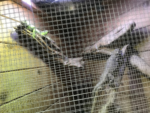 Pet Store «Critter Pet Shop», reviews and photos, 19309 Ecorse Rd, Allen Park, MI 48101, USA