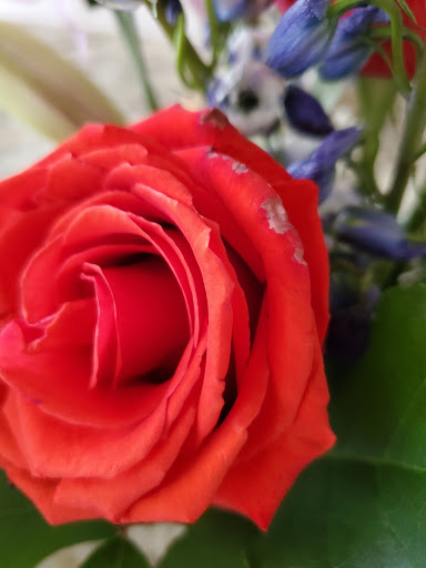 Florist «The Florist Family», reviews and photos, 12747 49th St N, Clearwater, FL 33762, USA