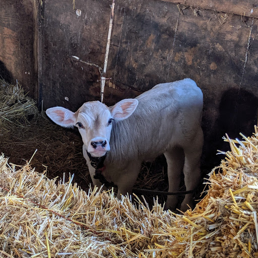 Dairy farm Gresham