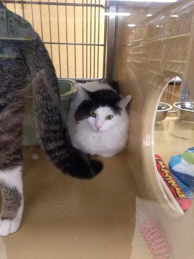 Pet Supply Store «PetSmart», reviews and photos, 156 Old Little Britain Rd, Newburgh, NY 12550, USA