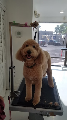 Pet Supply Store «Oh My Dog! Boutique & Spa», reviews and photos, 7137 E Stetson Dr #8, Scottsdale, AZ 85251, USA