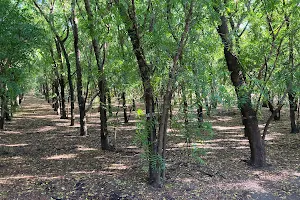 Forêt Étang Salé image