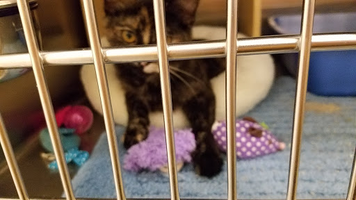 Pet Supply Store «PetSmart», reviews and photos, 4540 Grape Rd, Mishawaka, IN 46545, USA