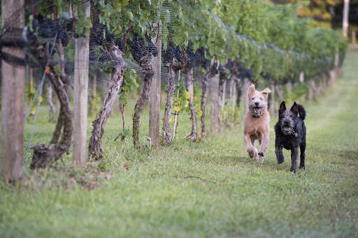 Winery «Great Frogs Winery», reviews and photos, 3218 Harness Creek Rd, Annapolis, MD 21403, USA