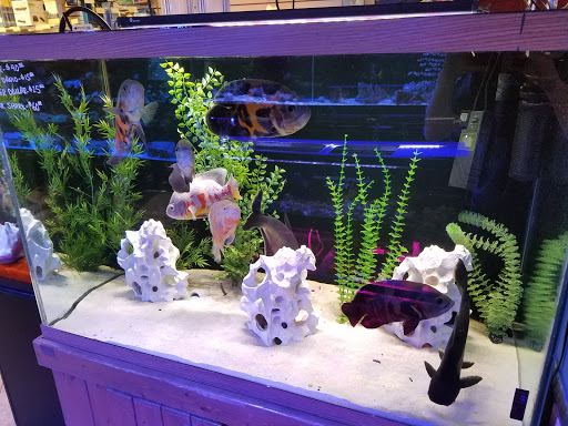 Pet Store «Total Aquariums», reviews and photos, 325 Sunrise Hwy, Lynbrook, NY 11563, USA