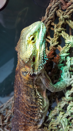 Pet Supply Store «OddBallPetFactory.com», reviews and photos, 8485 Plaza Blvd NE, Spring Lake Park, MN 55432, USA