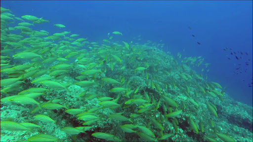 Diving sites Roma