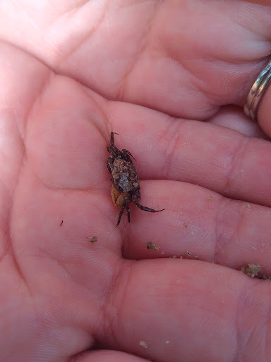 Park «Boca Ciega Millennium Park», reviews and photos, 12410 74th Ave N, Seminole, FL 33772, USA