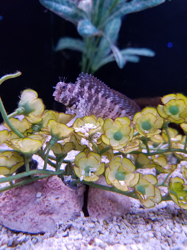 Aquarium «Mr Aquarium», reviews and photos, 2523 34th St, Lubbock, TX 79410, USA