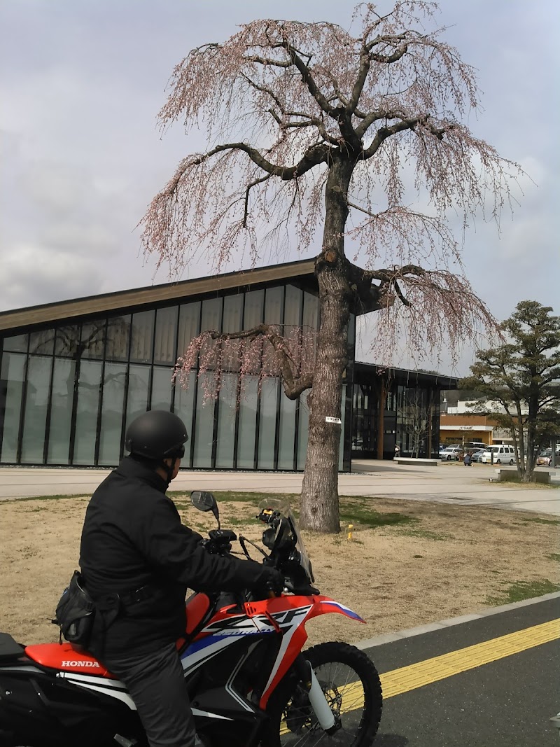 飯能市立図書館の枝垂れ桜