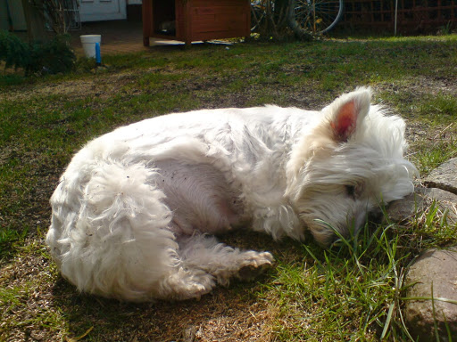 Kleintierpraxis Dr. med. vet. Frank Lorenz unter Luckau, Brandenburg