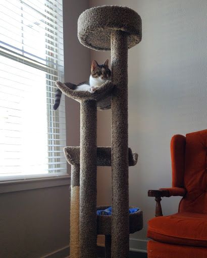 Pet Supply Store «Petco Animal Supplies», reviews and photos, 513 S Mason Rd, Katy, TX 77450, USA