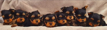 Yorkies Pomeranians Maltese Puppies For Sale - Photo 2 - Car repair in South Gate, CA, Downey