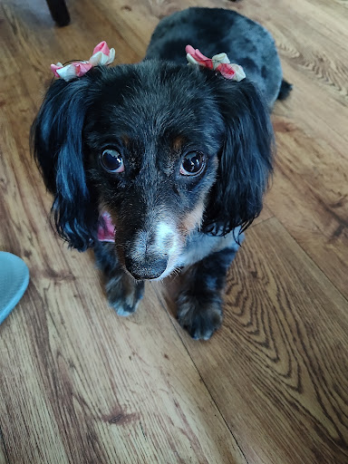 Pet Groomer «Furry Tails Pet Grooming», reviews and photos, 865 Cypress Pkwy, Poinciana, FL 34759, USA