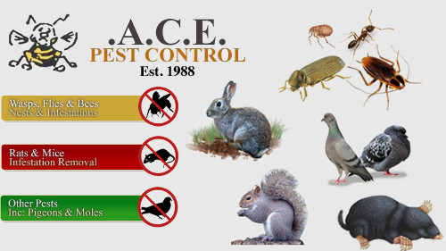 Comments and reviews of ACE PEST CONTROL