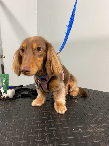 Pet Supply Store «Pet Supplies of Bayside», reviews and photos, 224-25 Union Tpke, Oakland Gardens, NY 11364, USA