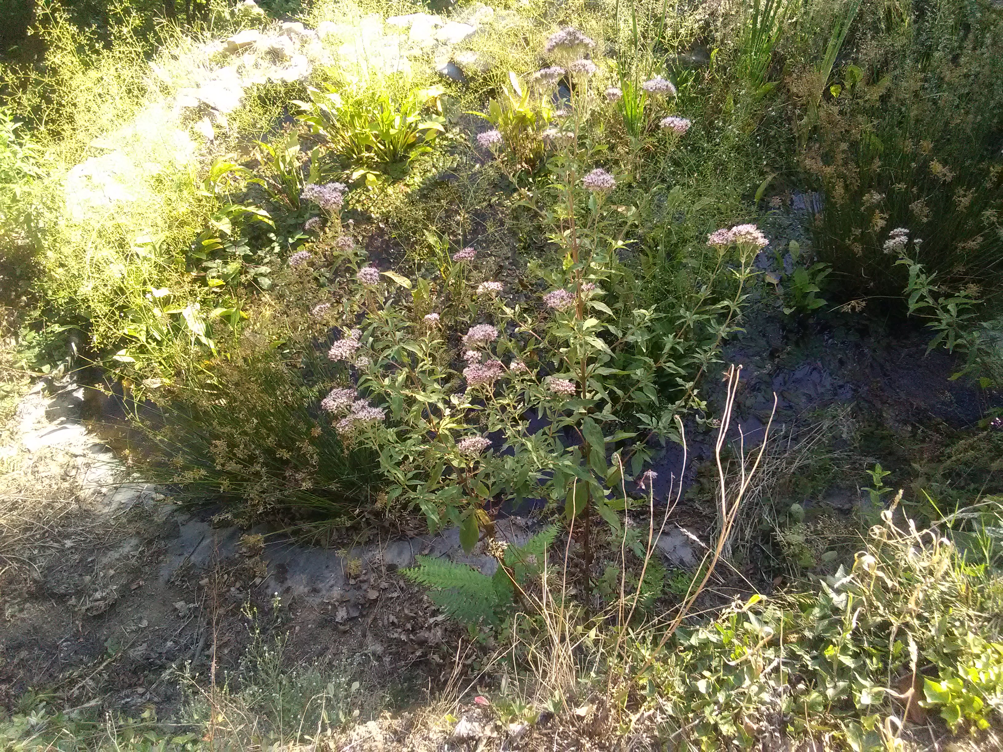 Photo n° 4 de l'avis de GoutteGoutte.. fait le 10/09/2019 à 20:16