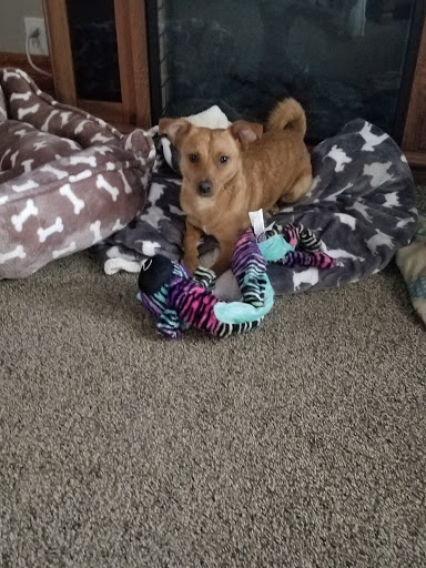 Biggie Paws Rescue Inc