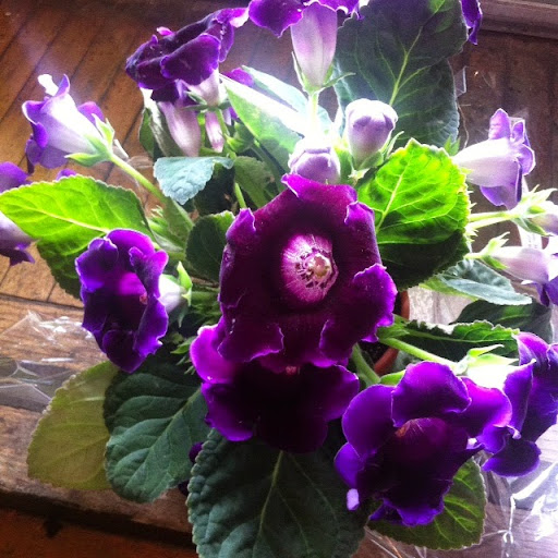 Florist «Halsted Flowers, LLC», reviews and photos, 2725 N Halsted St, Chicago, IL 60614, USA