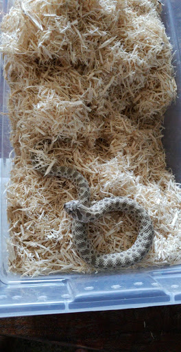 Pet Store «Paws Natural Pet Emporium», reviews and photos, 8551 W Gage Blvd, Kennewick, WA 99336, USA