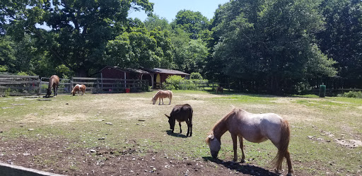 Animal Rescue Service «Ray of Light Farm Inc», reviews and photos, 232 Town St, East Haddam, CT 06423, USA