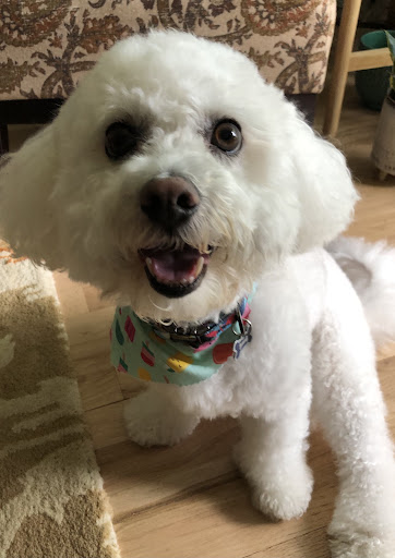 Pet Supply Store «Pet Supplies Plus», reviews and photos, 2224 S Main St, Ann Arbor, MI 48103, USA