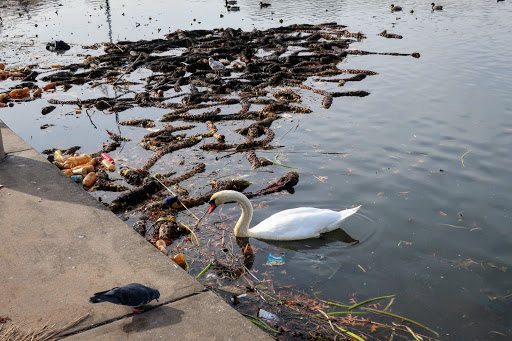 Park «Baisley Pond Park», reviews and photos, Baisley Blvd, Jamaica, NY 11434, USA