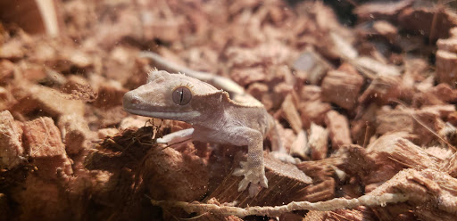 Pet Supply Store «Petco Animal Supplies», reviews and photos, 7040 Valley Creek Plaza, Woodbury, MN 55125, USA