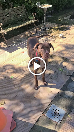 Pet Store «Rainbow Pet Supplies», reviews and photos, 3940 58th St, Woodside, NY 11377, USA