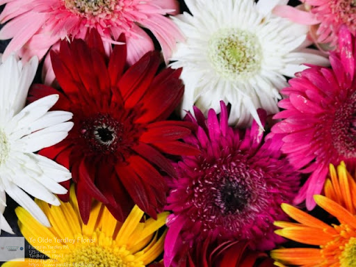 Florist «Ye Olde Yardley Florist», reviews and photos, 175 S Main St, Yardley, PA 19067, USA