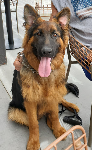 Pet Supply Store «PetSmart», reviews and photos, 10625 N Oracle Rd, Oro Valley, AZ 85737, USA