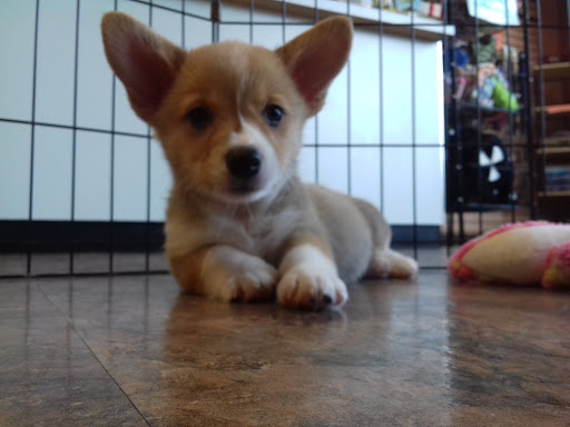 Pet Supply Store «Just Pets», reviews and photos, 8874 Maximus Dr, Lone Tree, CO 80124, USA