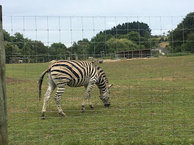 Hamilton Animal Club