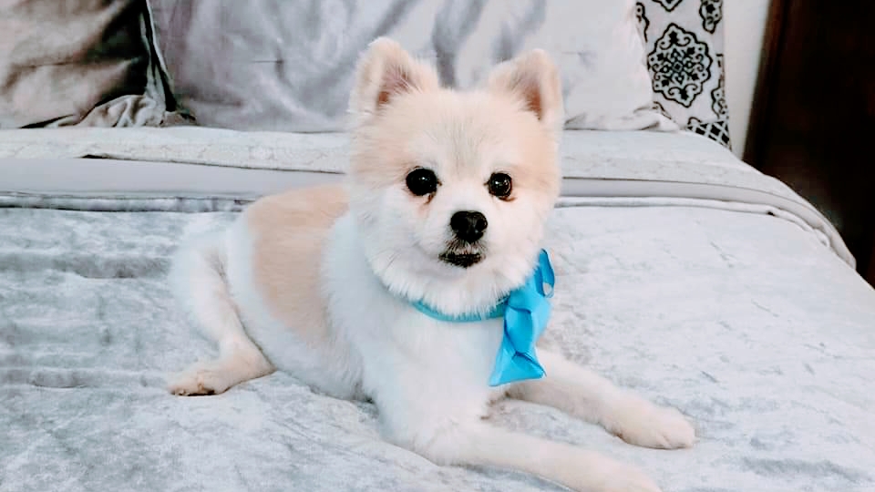 Pawz in Style Grooming