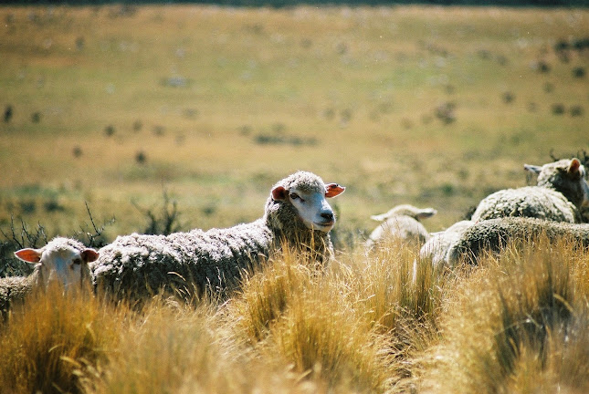 Middle Rock Farm Tour & Farmstay