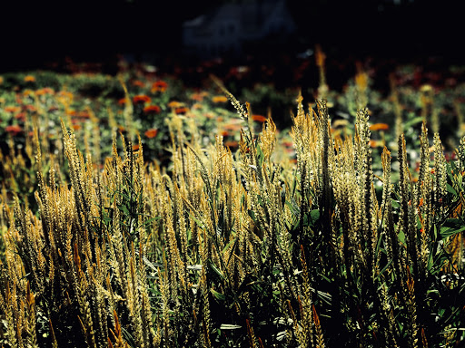 Farm «Langwater Farm», reviews and photos, 209 Washington St, North Easton, MA 02356, USA