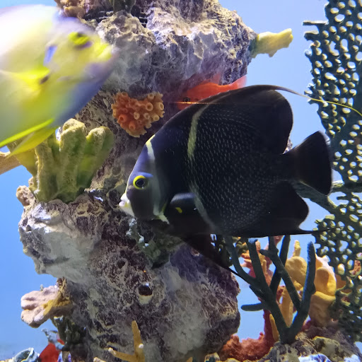 Museum «Tropical Discovery», reviews and photos, 2900 E 23rd Ave, Denver, CO 80205, USA