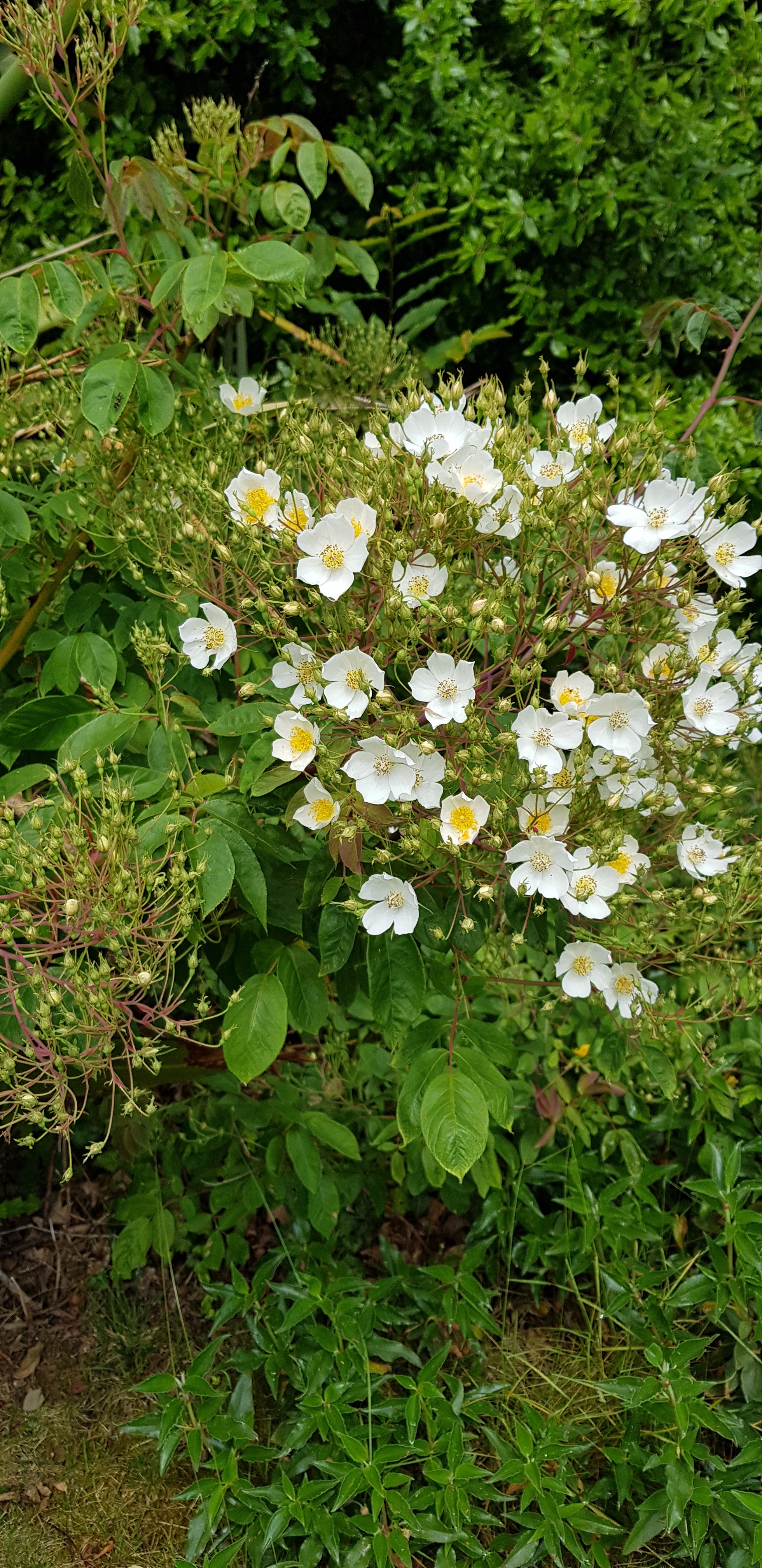 Photo n° 10 de l'avis de Ponsart.a fait le 23/06/2019 à 15:17