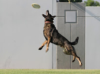 BlueCollar Working Dog - Photo 3 - Car repair in Los Angeles, CA, East Los Angeles