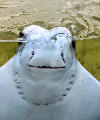 Aquarium «Aquarium Tarpon Springs», reviews and photos, 850 Dodecanese Blvd, Tarpon Springs, FL 34689, USA