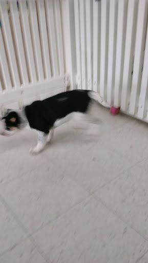 Pet Store «Pets Plus - Quakertown», reviews and photos, 117 S West End Blvd, Quakertown, PA 18951, USA