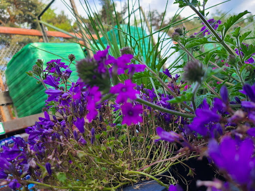 Hardware Store «Cedar Plaza Ace Hardware», reviews and photos, 22803 44th Ave W, Mountlake Terrace, WA 98043, USA