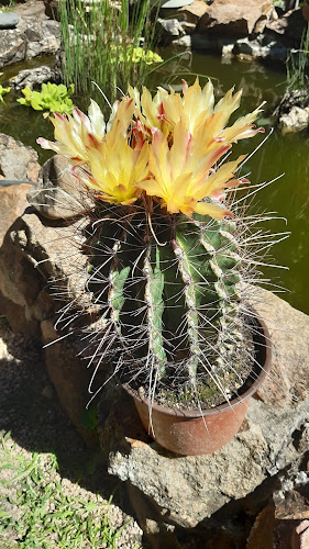 Kaktuszkert - Virágárus