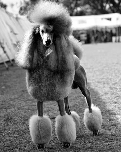 Boutique «Fetching Canine Grooming and Boutique», reviews and photos, 1490 W State Rd 434, Longwood, FL 32750, USA