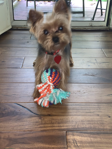 Pet Supply Store «PetSmart», reviews and photos, 139 Rolling Hills Cir, Easley, SC 29640, USA